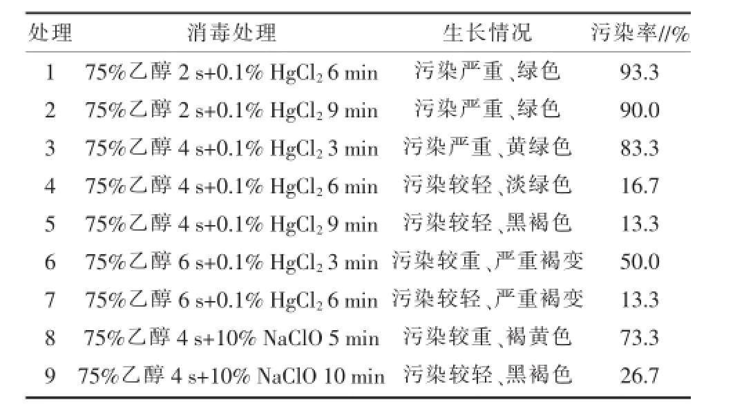 空气凤梨国产麻豆文化传媒精品一区快繁技术优化