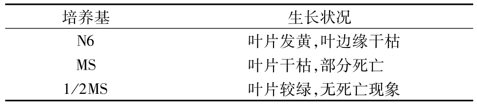 芦苇国产麻豆文化传媒精品一区快繁技术的研究