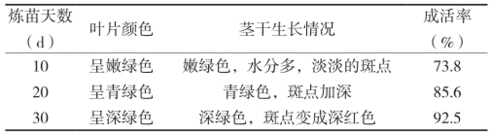 铁皮石斛国产麻豆文化传媒精品一区苗驯化技术研究