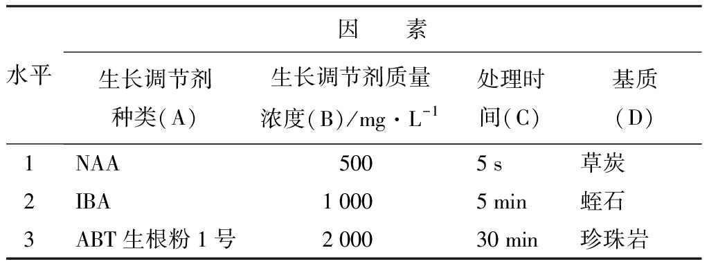 轮生冬青国产麻豆文化传媒精品一区苗微枝试管外生根技术